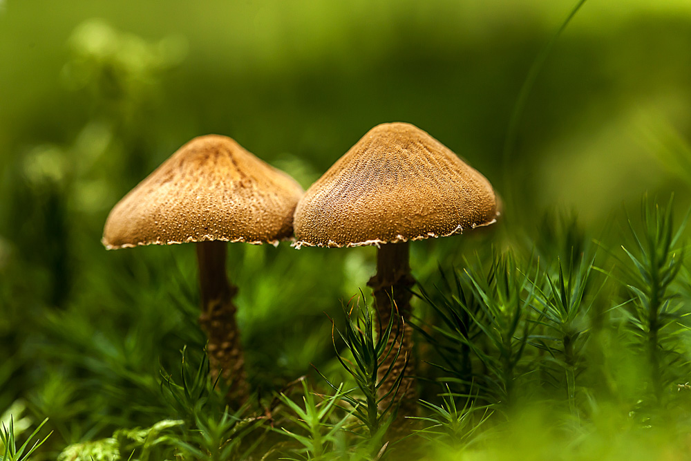 6. Platz Rudi Schmid